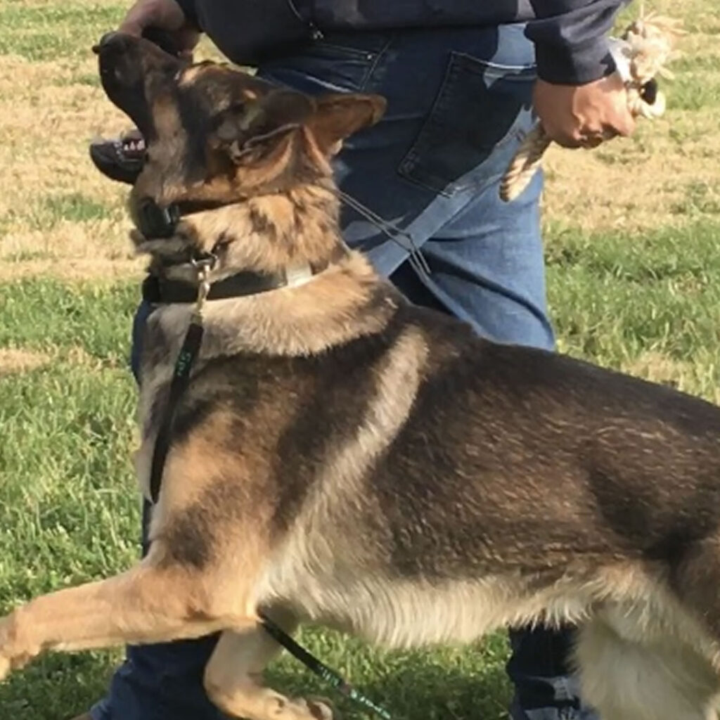 Dog with trainer | Indy Dog Pro | Indianapolis Canine, K-9 Pet Board and Training, Obedience and Sport training in West Indy, Avon, Danville Indiana. Plainfield, Brownsburg