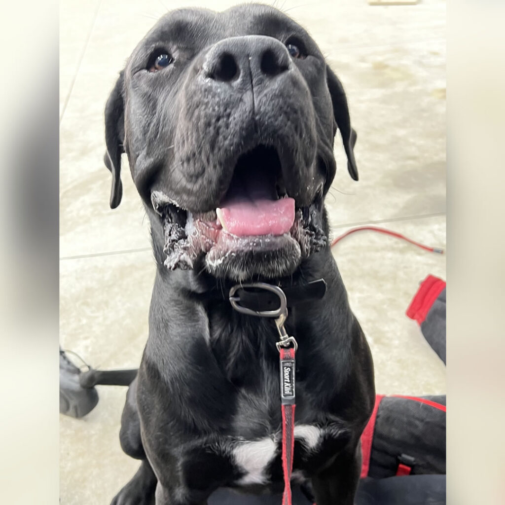 Dog sitting Indy Dog Pro | Indianapolis Canine, K-9 Pet Board and Training, Obedience and Sport training in West Indy, Avon, Danville Indiana. Plainfield, Brownsburg