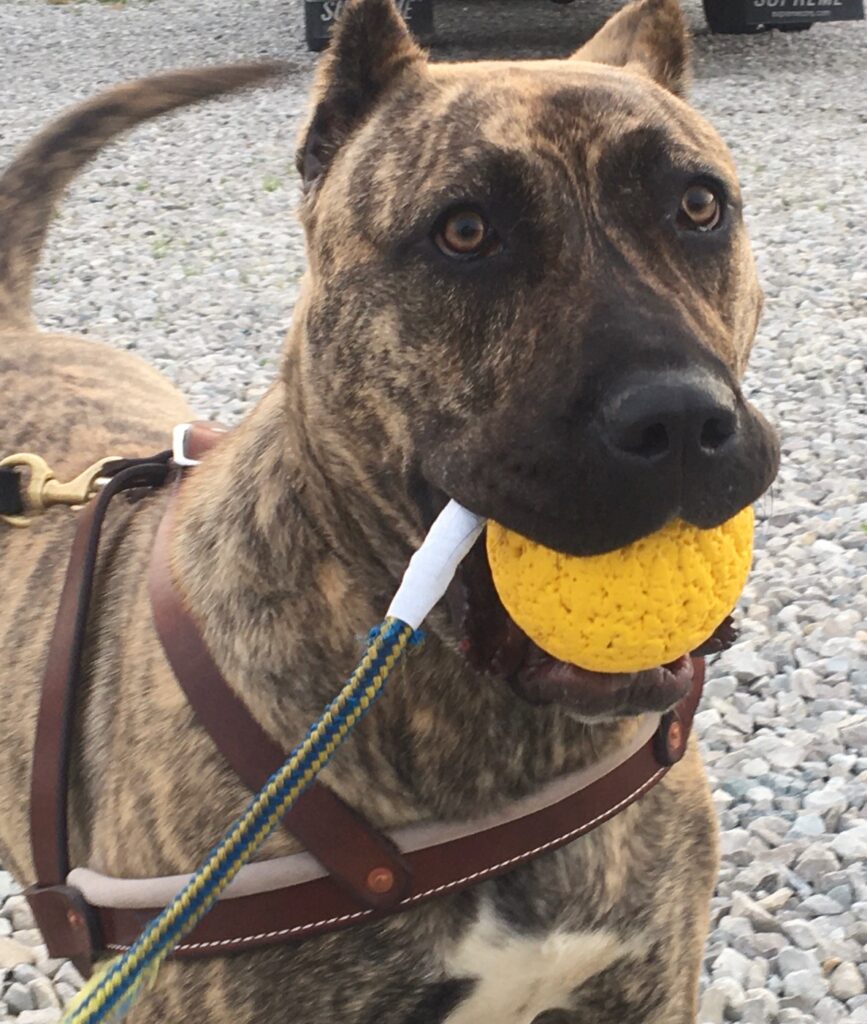 Online dog training courses and obedience training in Indianapolis.