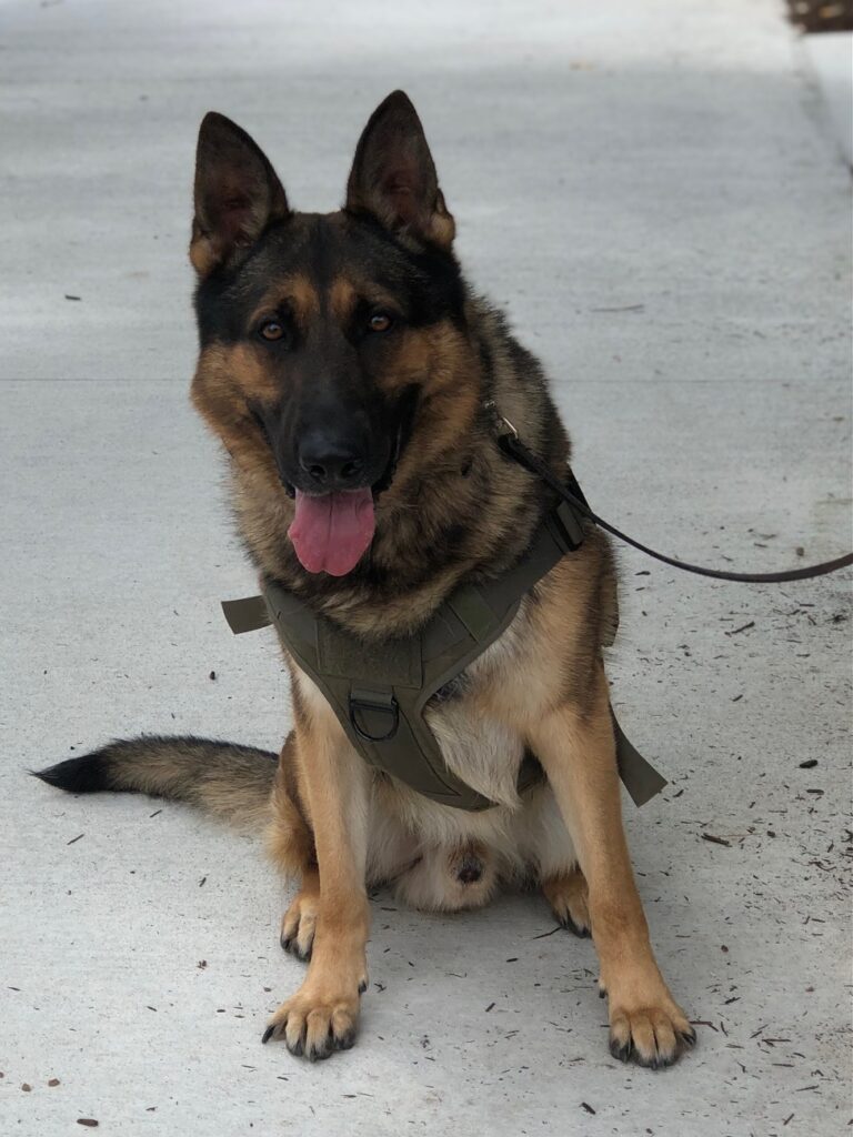 German Shepherd obedience and pet lessons to become a dog trainer.