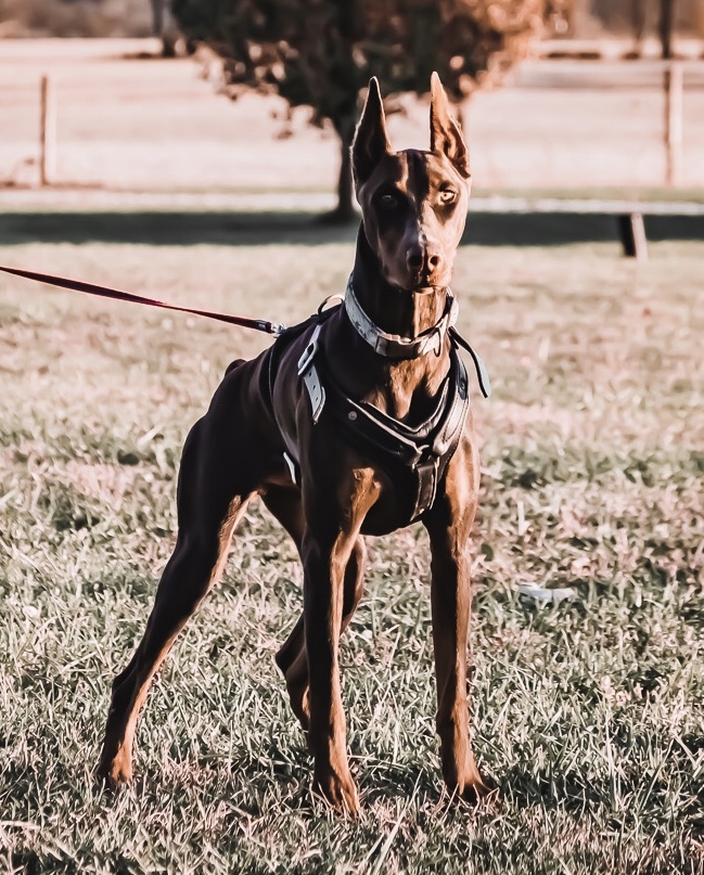 Doberman obedience dog training and dog training lessons.