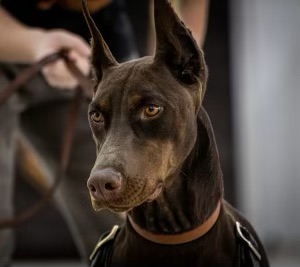 Obedience dog training lessons in Carmel, Fishers, and Avon Indiana