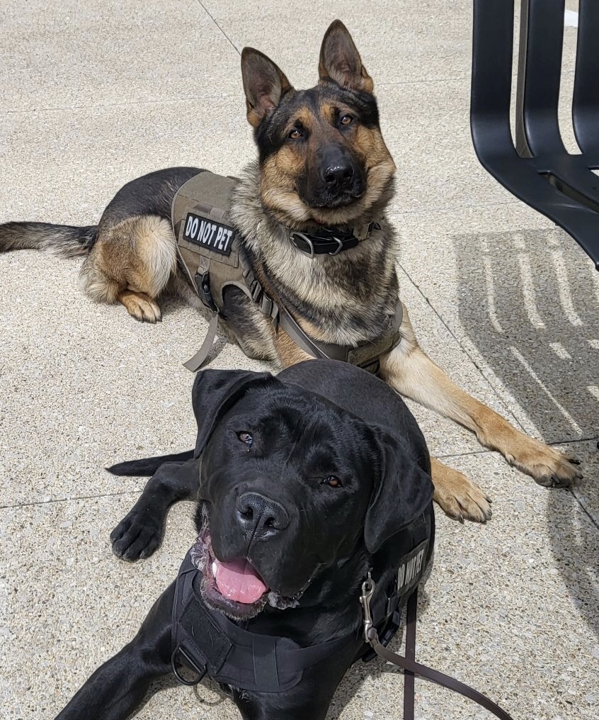 German Shepherd protection and obedience training in Mooresville and Brownsburg.