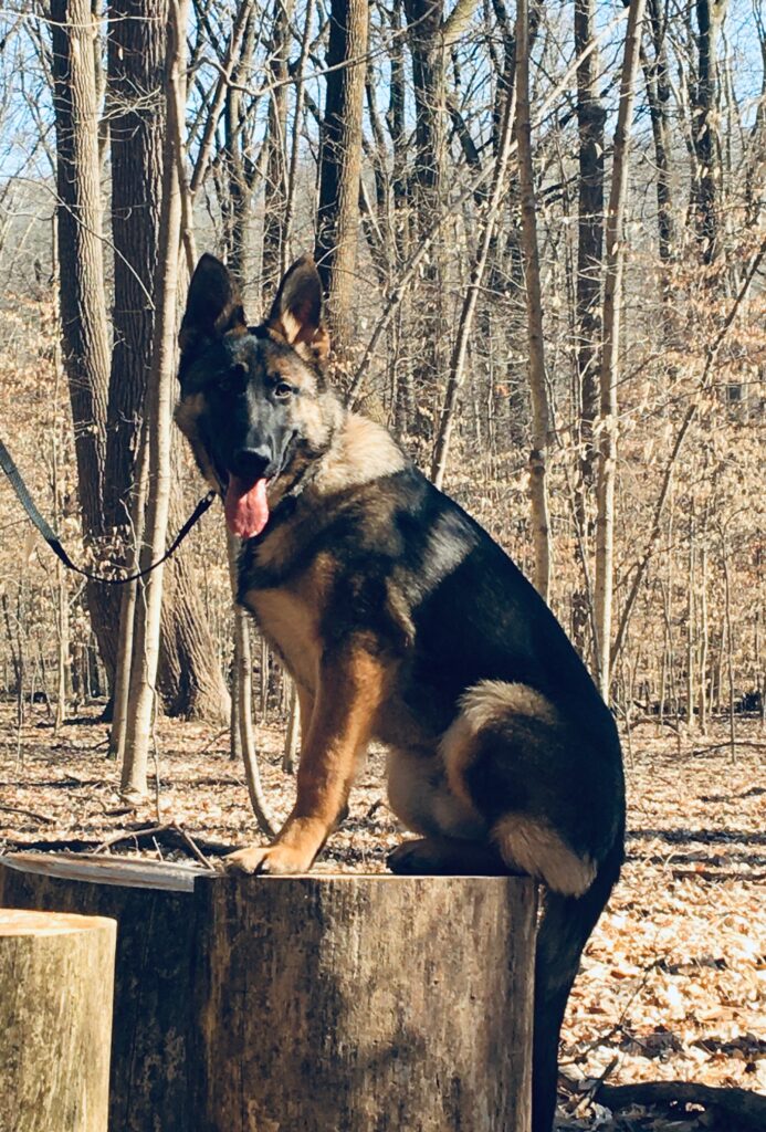 German Shepherd obedience training in Indianapolis Indiana