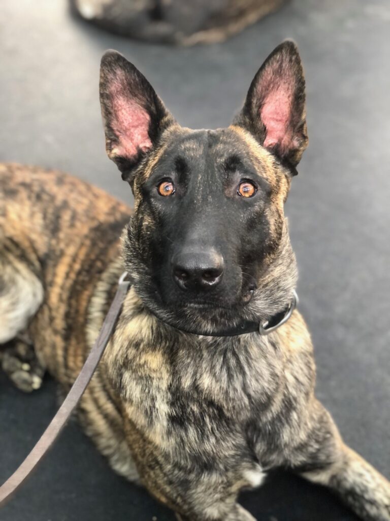 Obedience training for dogs in Danville Indiana