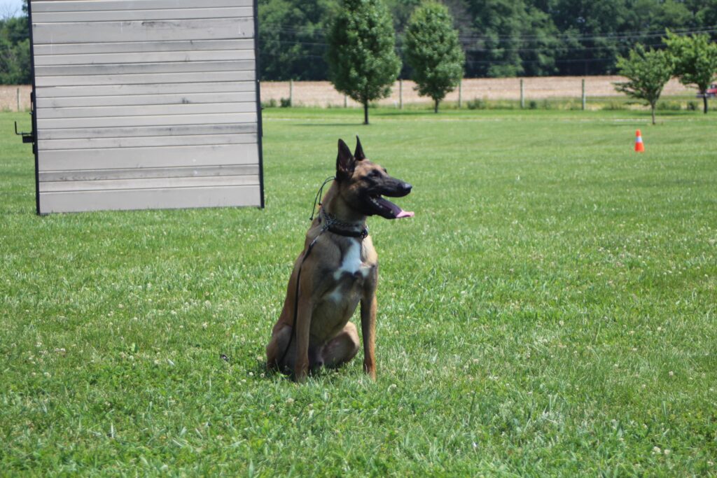 Obedience and pet training in Mooresville Indiana with Indy Dog Pro