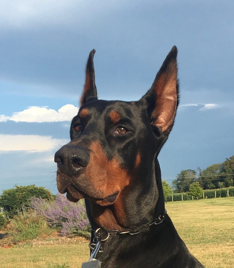 Protection dog training in Brownsburg, Mooresville, Danville, and Bainbridge Indiana