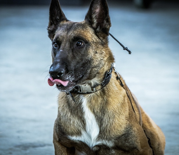 High-level obedience and pet training in Indianapolis