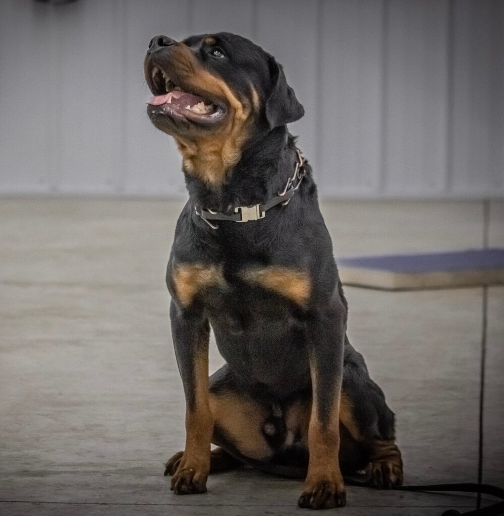 Cheap dog training in Indianapolis Indiana