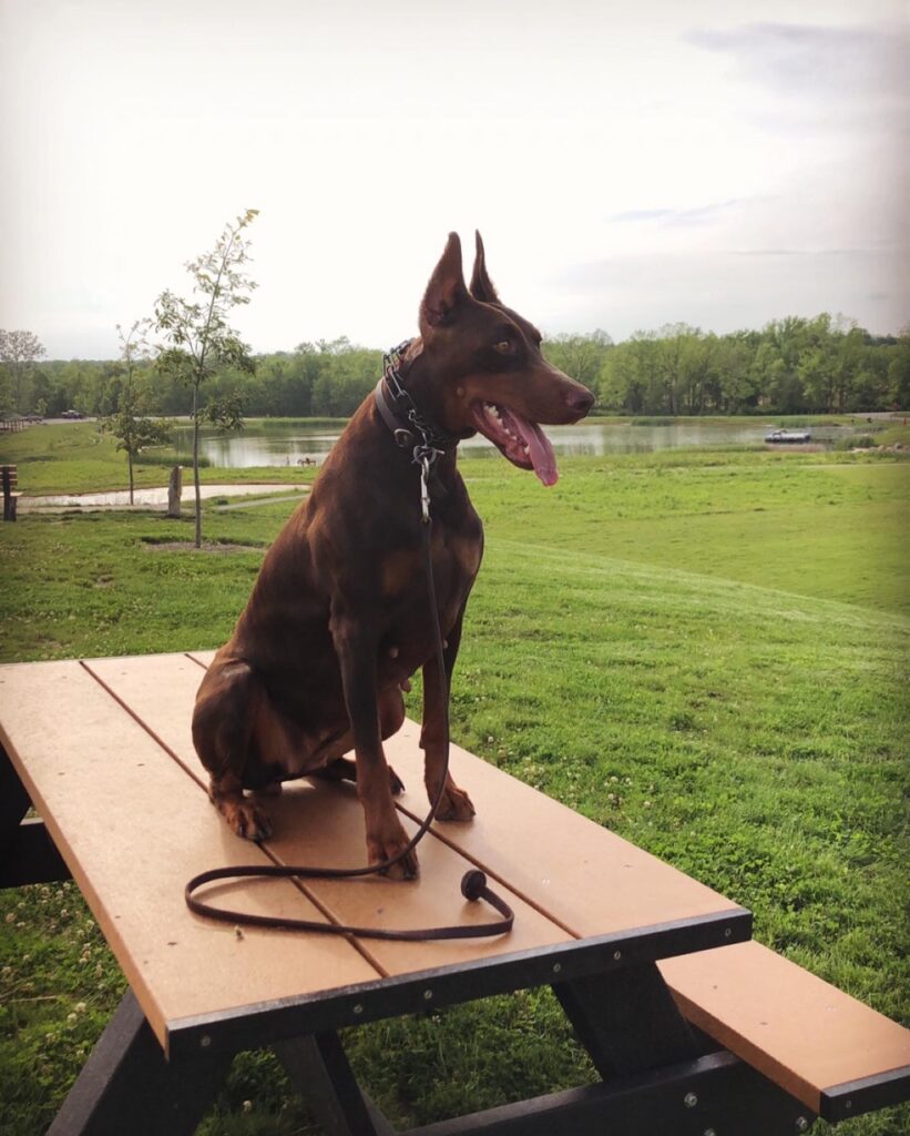 Doberman being obedience trained in Danville Indiana.