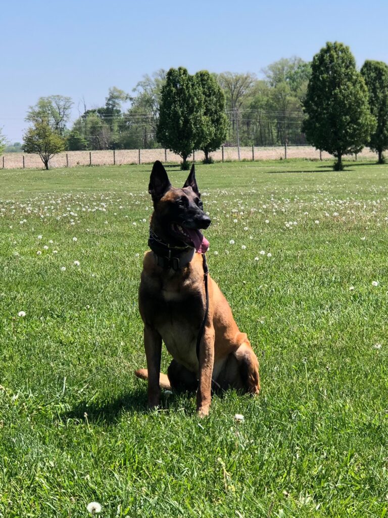 Effective obedience training in Carmel and Zionsville Indiana